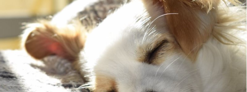 Så Meget Sover Din Hund » Få Svaret